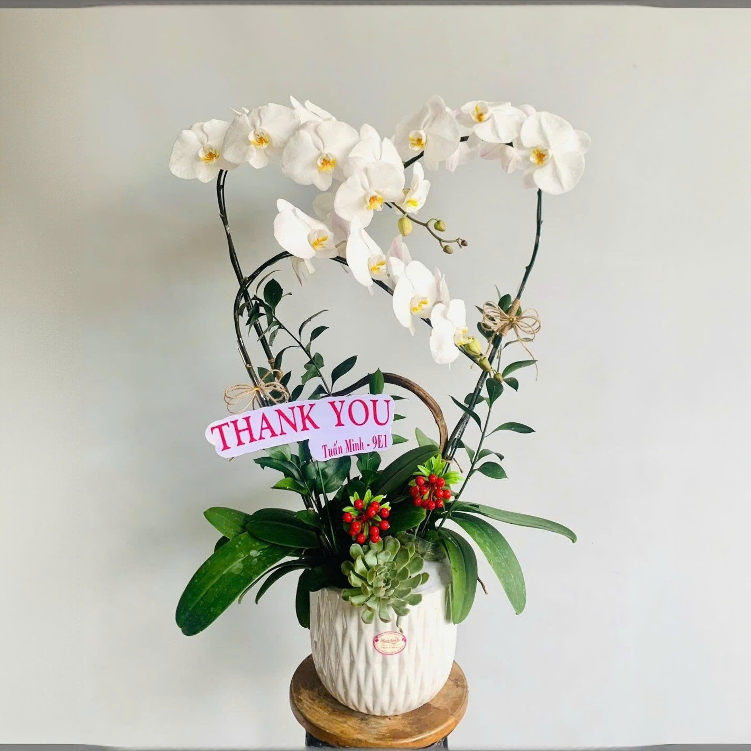 Lan hồ điệp 3 cành màu trắng - TA117